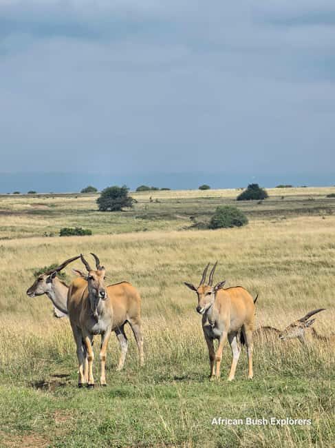 Lake Nakuru 2 Days 1 Night Safari. - Highlights and Unique Experiences
