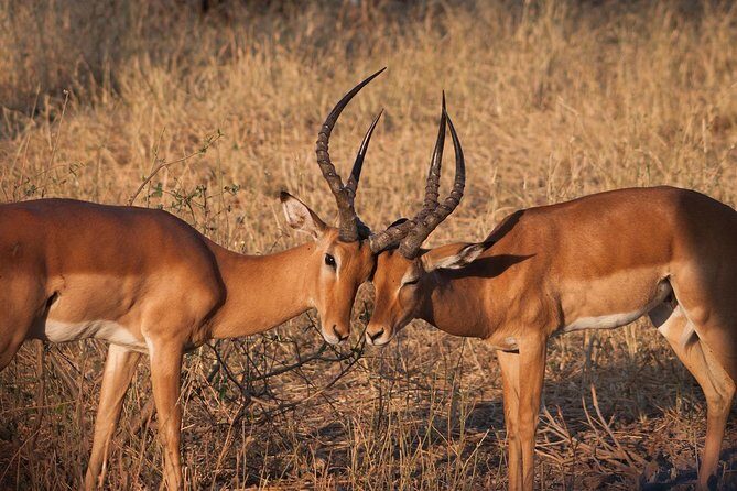 Lake Nakuru Day Tour From Nairobi - Who Should Consider This Tour?