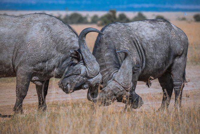 Lake Nakuru Day Tour From Nairobi - FAQ