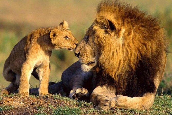 Lake Nakuru Day Trip From Nairobi - A Stop at a Local Game Lodge