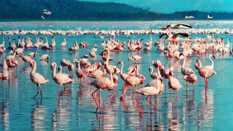 Lake Nakuru day trip from Nairobi - Key Points