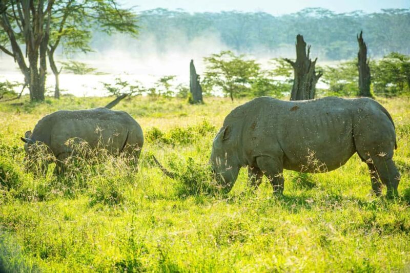 Lake Nakuru day trip from Nairobi - The Value of the Tour