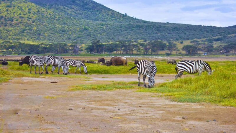 Lake Nakuru day trip from Nairobi - The Sum Up