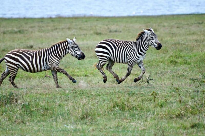 Lake Nakuru day trip from Nairobi - FAQ – Frequently Asked Questions