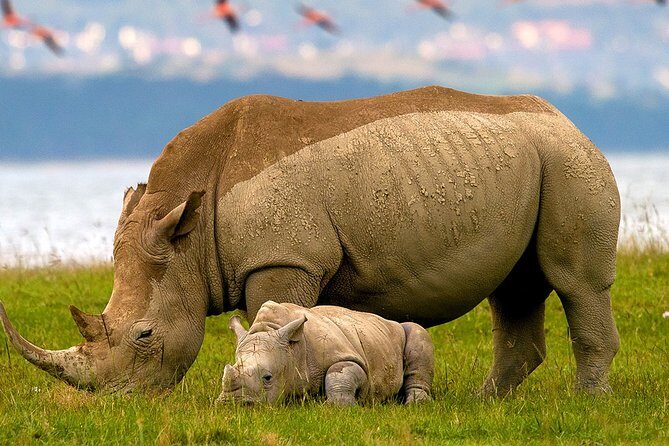 Lake Nakuru Day Trip From Nairobi - Key Points