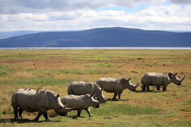 Lake Nakuru Day Trip From Nairobi - Additional Notes & Practical Tips