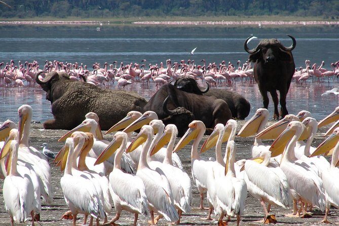 Lake Nakuru Day Trip From Nairobi - Final Thoughts