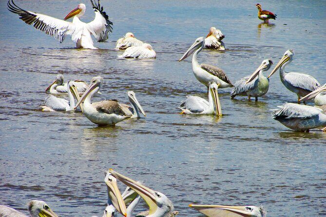 Lake Nakuru Day Trip Safari  & Optional Lake Naivasha Boat - Key Points