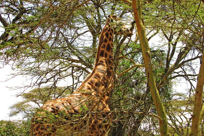 Lake Nakuru Day Trip Safari  & Optional Lake Naivasha Boat - Potential Drawbacks or Considerations