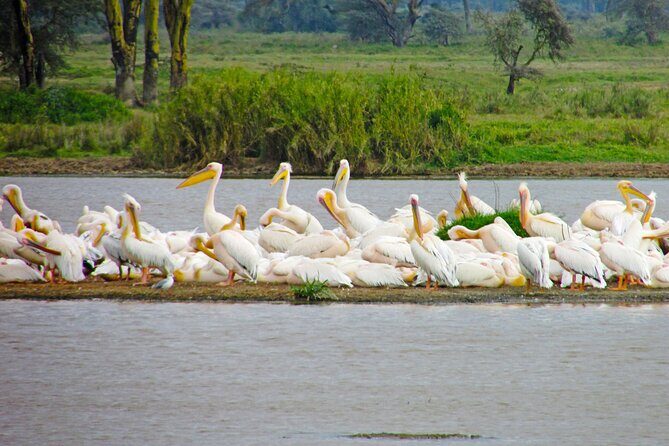 Lake Nakuru Day Trip Safari  & Optional Lake Naivasha Boat - Who Would Enjoy This Tour?