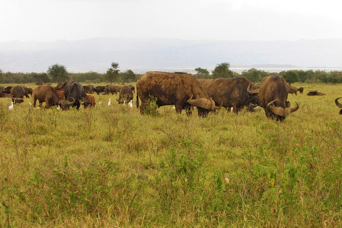 Lake Nakuru Day Trip Safari  & Optional Lake Naivasha Boat - The Sum Up