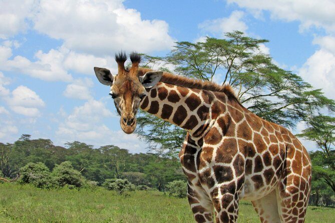 Lake Nakuru Day Trip Safari  & Optional Lake Naivasha Boat - FAQ