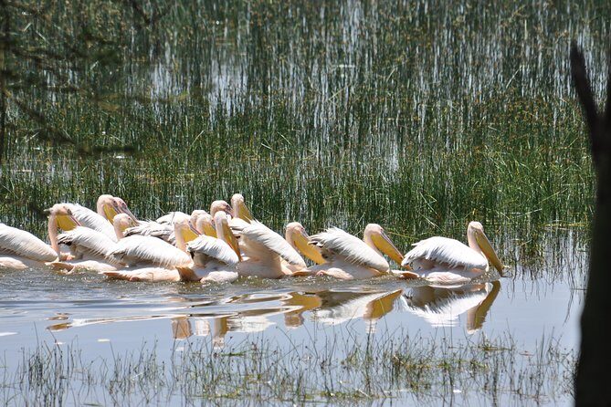 Lake Nakuru Daytrip using Safari Landcruiser - Why This Tour Offers Great Value