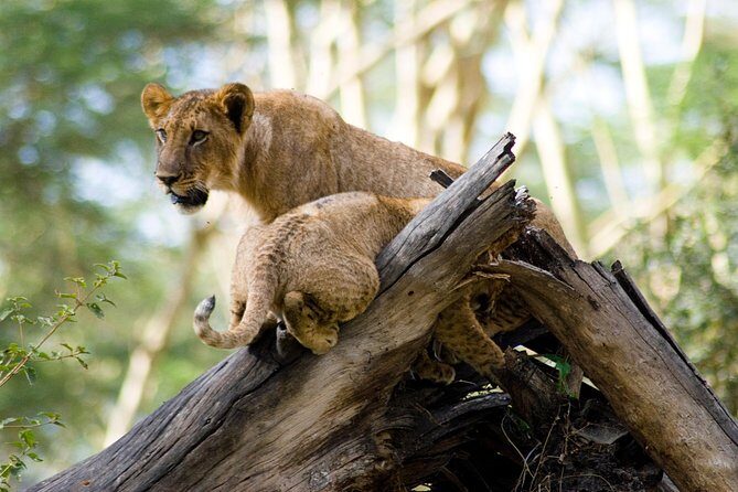 Lake Nakuru Daytrip using Safari Landcruiser - Frequently Asked Questions