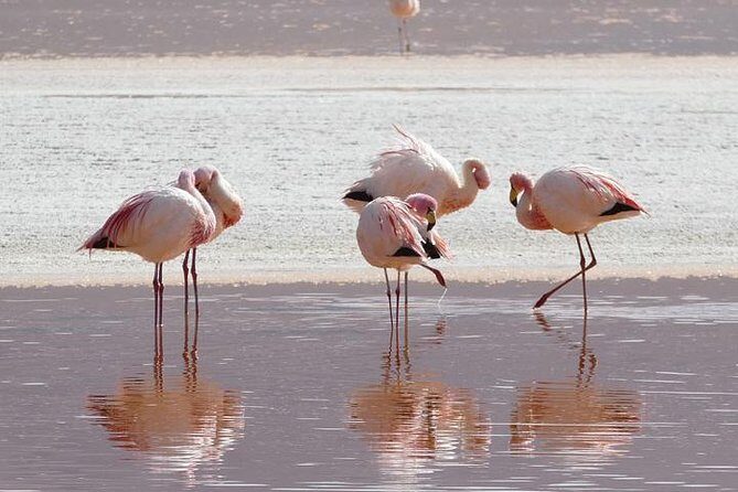 Lake Nakuru, Naivasha & Masai Mara 4 Days Private Jeep Safari - Practical Tips and Considerations