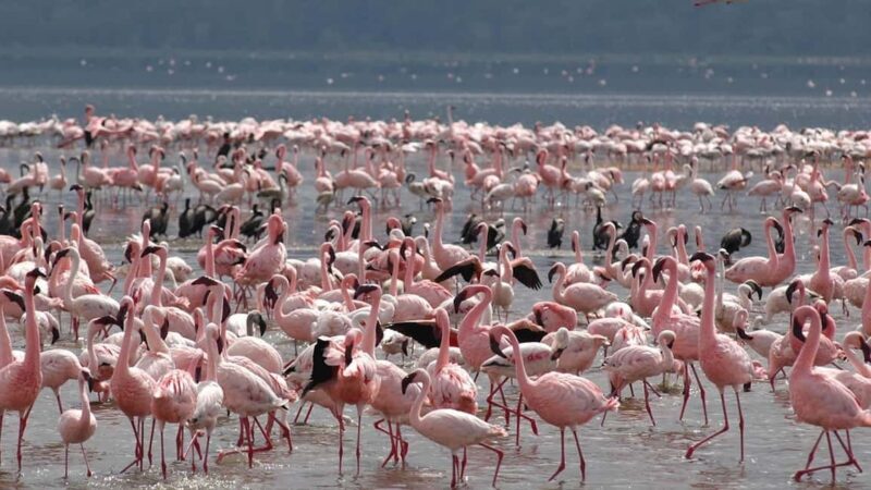 Lake Nakuru & Naivasha National Park Wildlife Highlights - An In-Depth Look at the Tour Experience