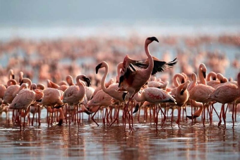Lake Nakuru & Naivasha National Park Wildlife Highlights - Final Thoughts