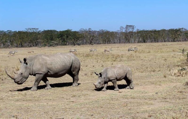 Lake Nakuru National Park Day Tour from Nairobi - Key Points