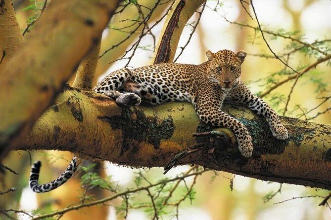 Lake Nakuru National park Day Tour From Nairobi - An Overview of the Lake Nakuru National Park Day Tour