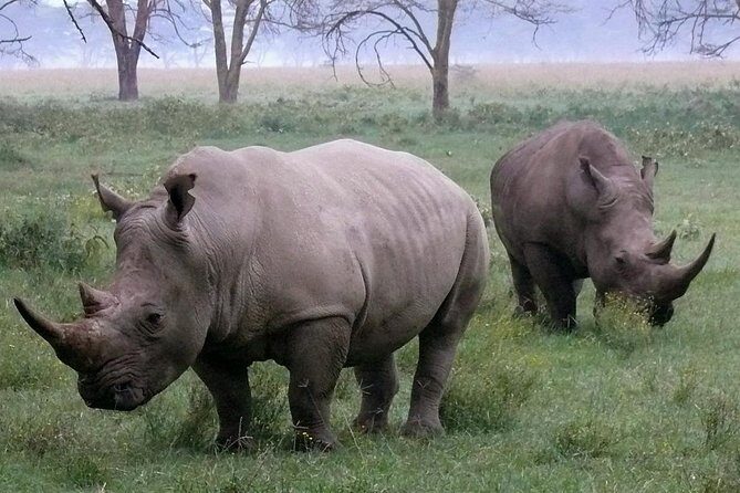 Lake Nakuru National park Day Tour From Nairobi - Transportation and Comfort