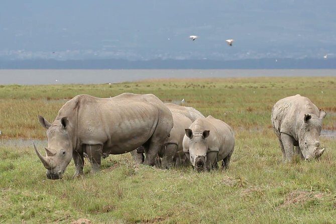 Lake Nakuru National park Day Tour From Nairobi - Pricing and Value