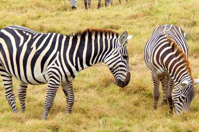 Lake Nakuru National park Day Tour From Nairobi - The Sum Up