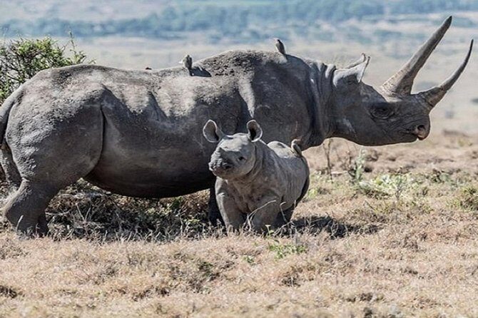 Lake Nakuru National park Day Tour From Nairobi - FAQ