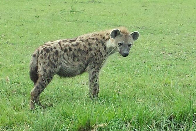 Lake Nakuru National Park Day Tour Via Lake Naivasha - The Sum Up: Who’s This Tour Best For?