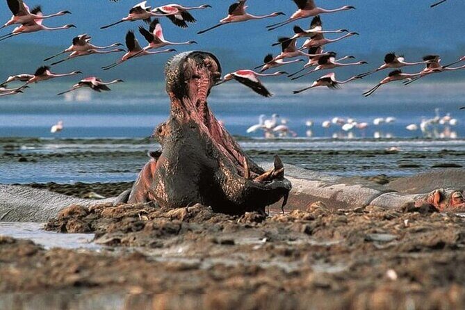 Lake Nakuru National Park Day Trip From Nairobi - Key Points