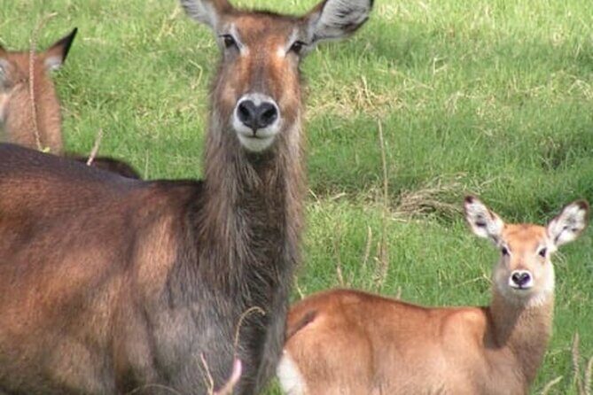 Lake Nakuru National Park Day Trip From Nairobi - What Could Be Better