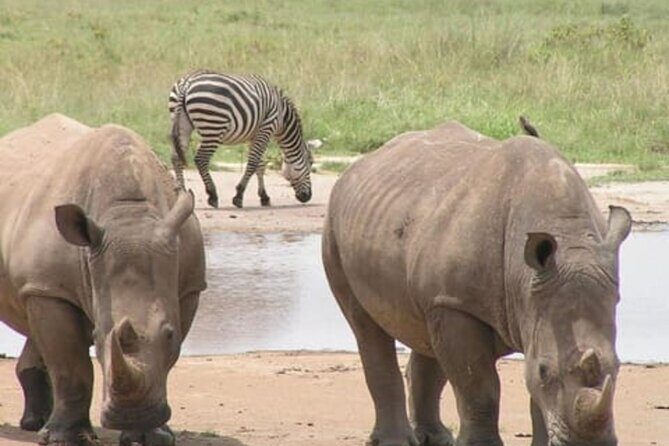 Lake Nakuru National Park Day Trip From Nairobi - Who Would Love This Tour?