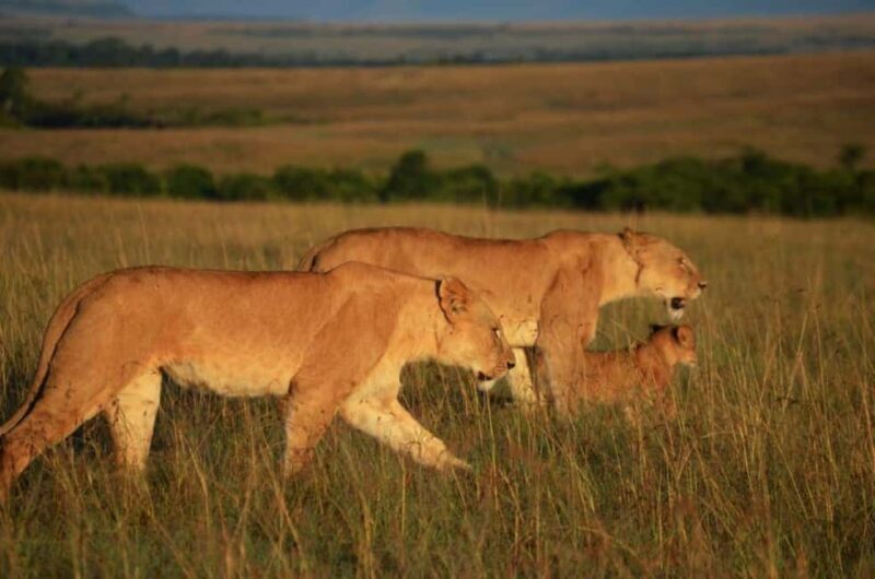 Lake Nakuru National Park Day Trip From Nairobi - Final Thoughts