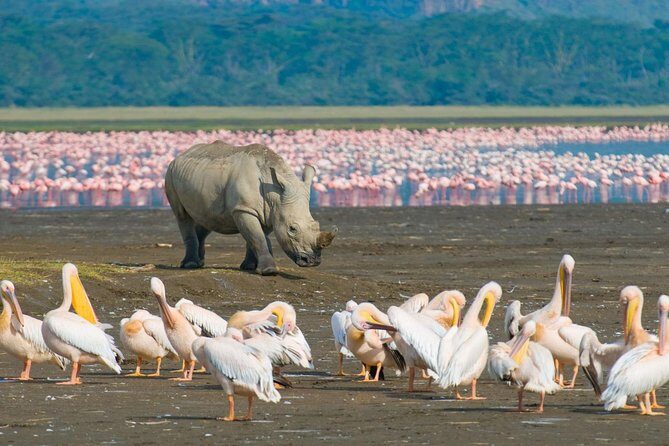 Lake Nakuru National Park: Day Trip from Nairobi - Key Points