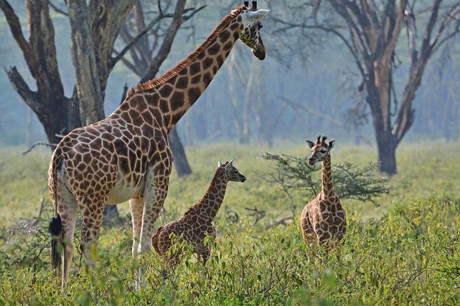 Lake Nakuru National Park: Day Trip from Nairobi - Final Thoughts
