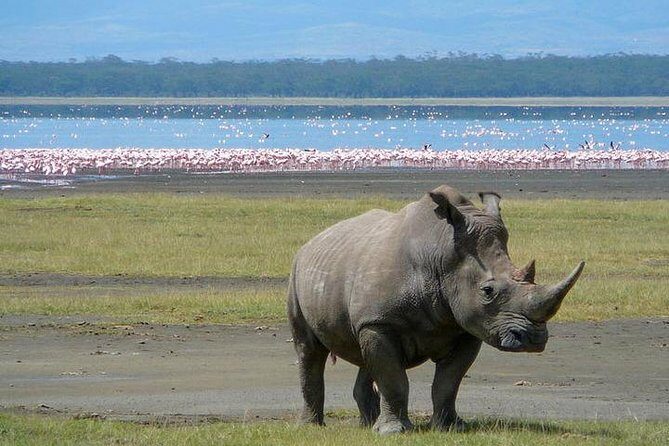 Lake Nakuru National Park: Day Trip from Nairobi - Who Is This Tour Best For?