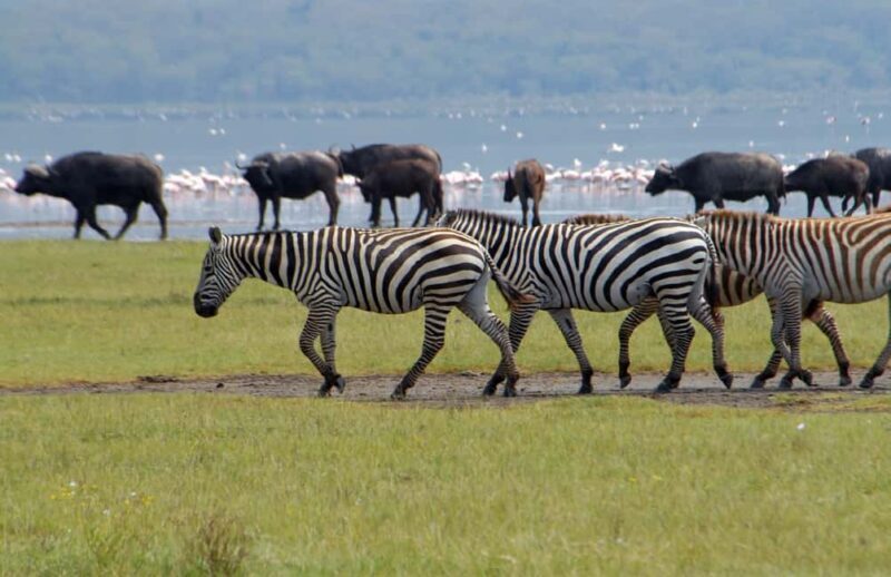 Lake Nakuru National Park ,Day Trip Tour. - Key Points