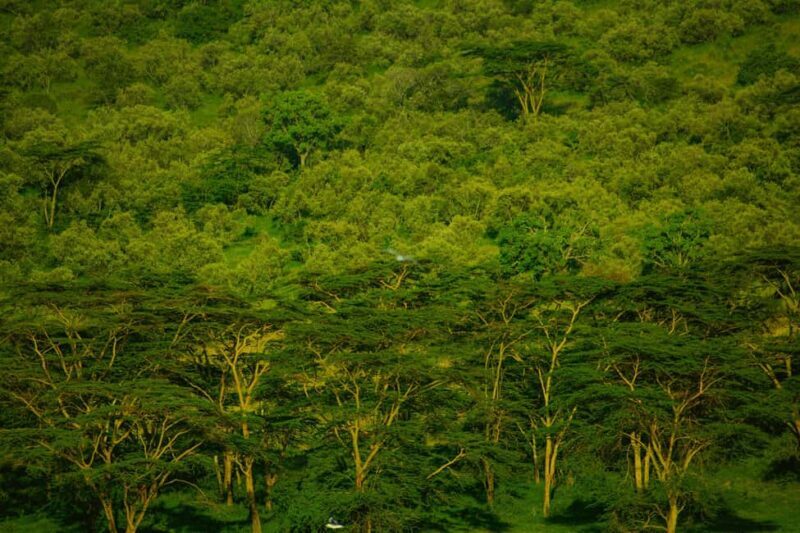 Lake Nakuru National Park Day Trip With Nakuru/Nairobi pick - Key Points
