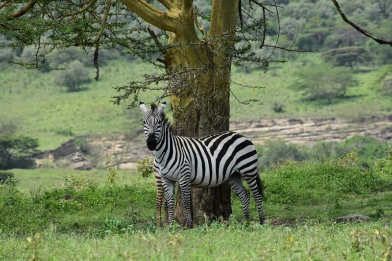 Lake Nakuru National Park Day Trip With Nakuru/Nairobi pick - An Overview of the Lake Nakuru Experience