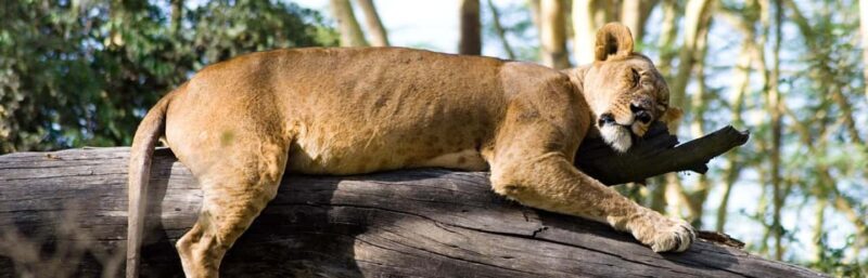 Lake Nakuru National Park Day Trip With Nakuru/Nairobi pick - Wildlife Viewing and Iconic Moments