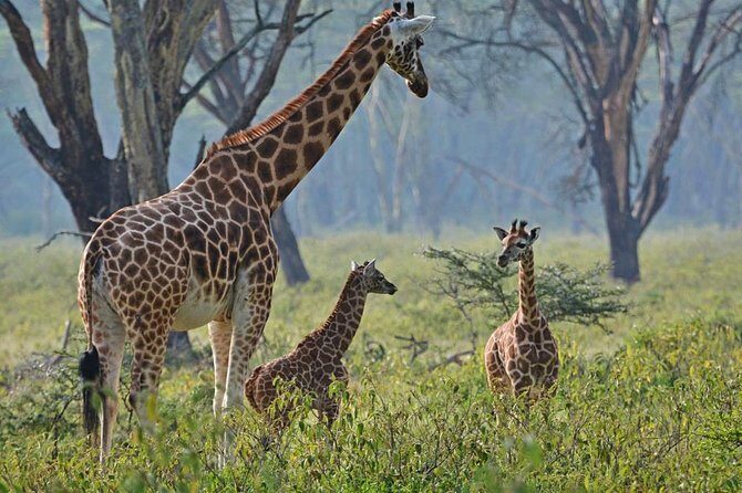 Lake Nakuru National Park - Day Trip (With Park Fees) - Why the Tour Offers Great Value