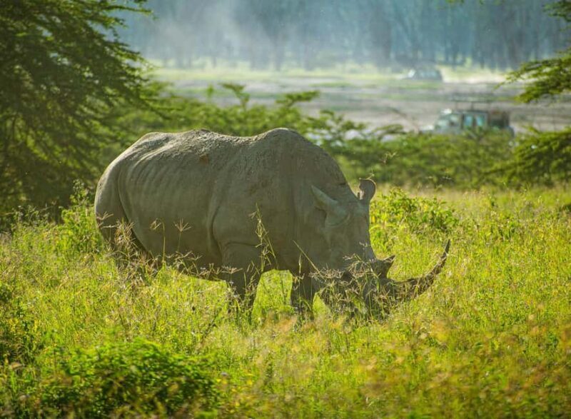 Lake Nakuru National Park: Daytrip in a 4X4 Private Jeep - Key Points
