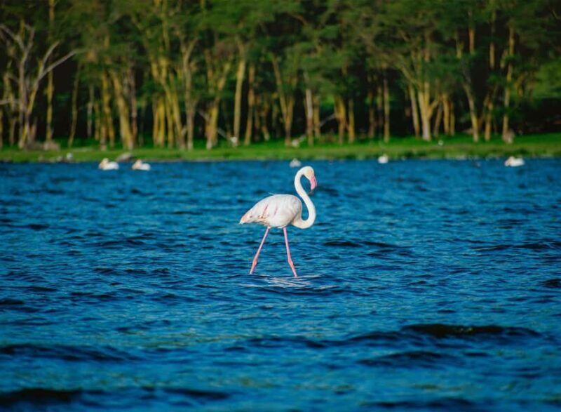 Lake Nakuru National Park: Daytrip in a 4X4 Private Jeep - Who Should Book This Tour?