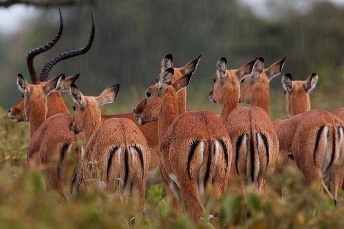 Lake Nakuru National Park Full Day - Key Points