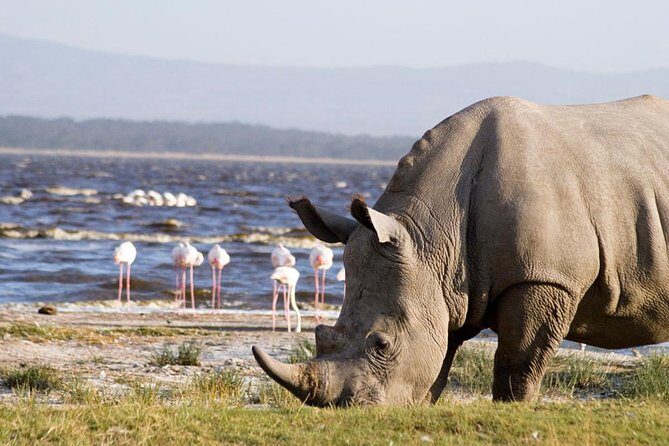 Lake Nakuru National Park - Full Day Tour - Exploring the Highlights of the Lake Nakuru Full Day Tour