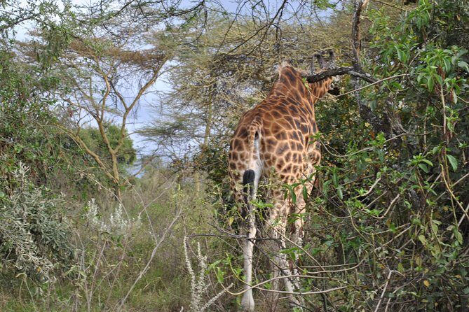 Lake Nakuru National Park - Full Day Tour - FAQ