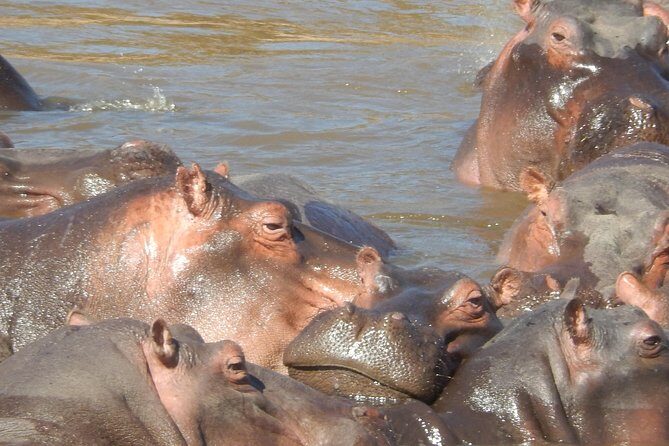 Lake Nakuru National park & Lake Naivasha Day tour from Nairobi - Key Points