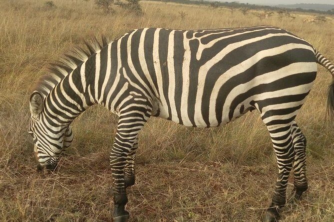 Lake Nakuru National park & Lake Naivasha Day tour from Nairobi - FAQs