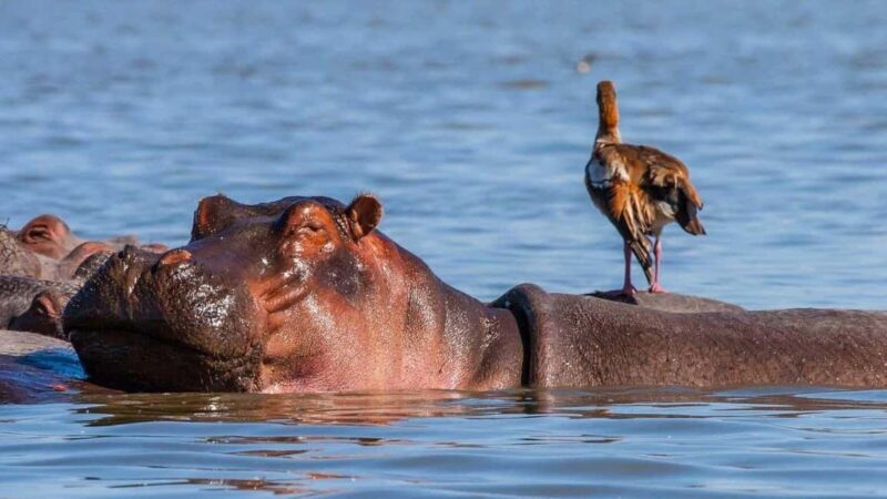 Lake Nakuru National Park Wildlife Highlights From Nairobi - Key Points