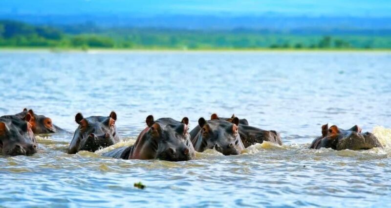 Lake Nakuru National Park Wildlife Highlights From Nairobi - Navigating the Itinerary: What to Expect