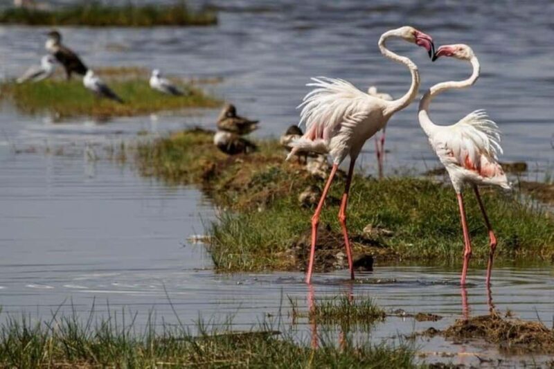 Lake Nakuru National Park Wildlife Highlights From Nairobi - Final Thoughts